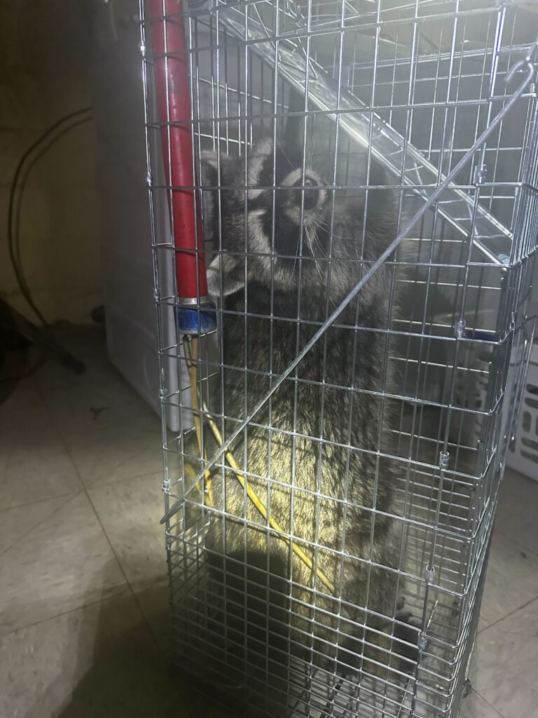 Wildlife Removal Overisel