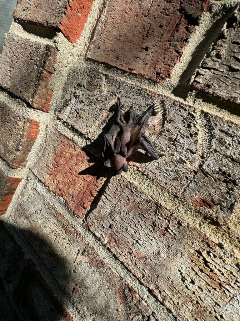 Wildlife Removal Overisel