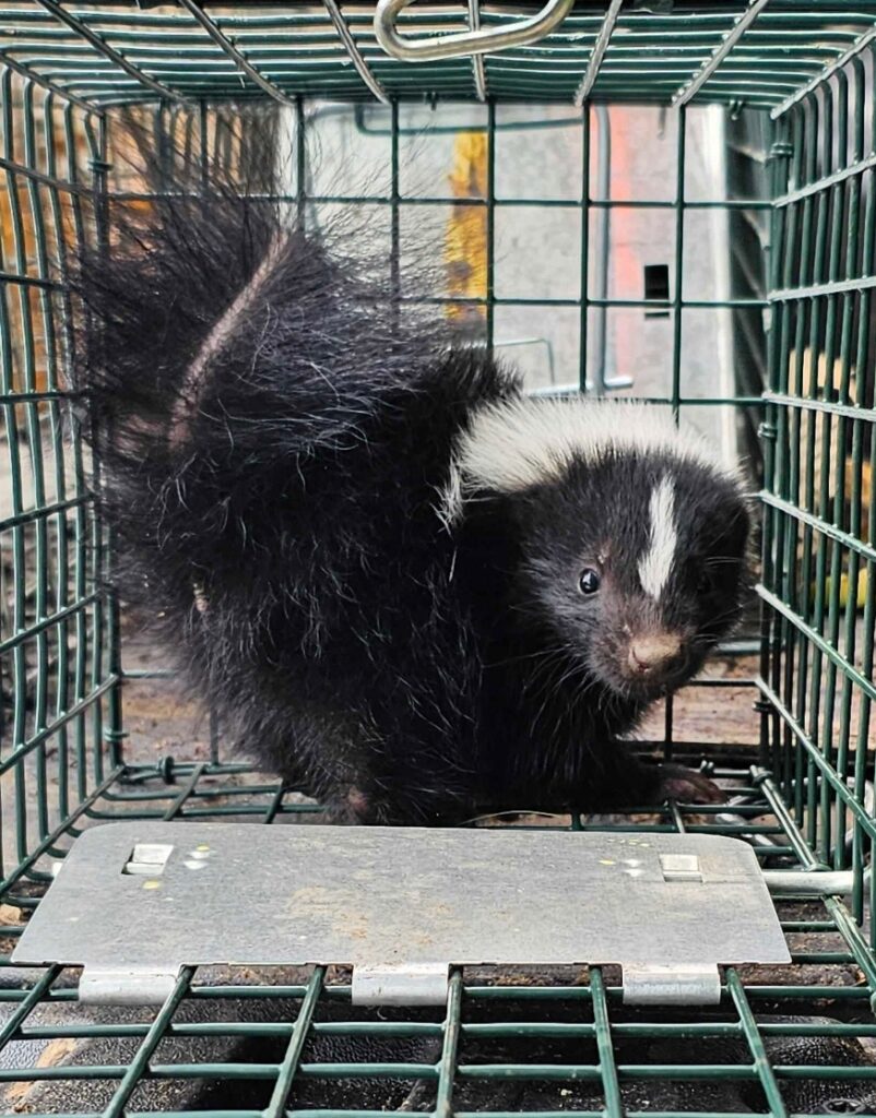 Wildlife Removal Overisel